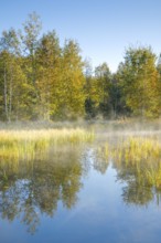 The first rays of sunlight bathe the birch forest and grasses in a warm light, clouds of mist drift