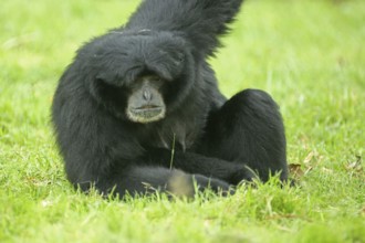 Siamang (Hylobates syndactylus), sitting, portrait, gibbons (Hylobatidae), gibbon, Hylobates, small