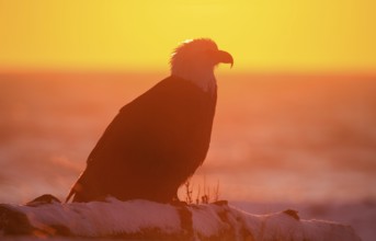 Bald Eagle (Haliaeetus leucocephalus), Bald Eagle, Homer, Kenai Peninsula, Alaska, USA, North