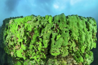 Sponge underwater, Lake Baikal, Olkhon Island, Pribaikalsky National Park, Irkutsk Province,