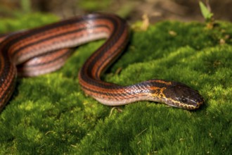 Madagascar Three-striped Ground Snake (Pseudoxyrhopus tritaeniatus), Marojejy National Park,