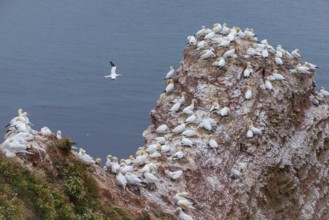 Northern gannet (Morus bassanus), Helgoland Cliff, Helgoland High Seas Island, North Sea, rock