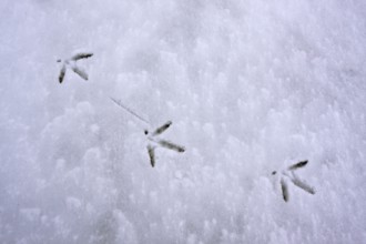 Eurasian oystercatcher (Haematopus ostralegus), tracks in the snow, Lower Saxon Wadden Sea National