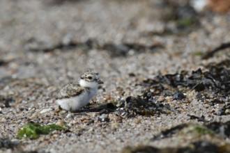 Little Ringed Plover (Charadrius hiaticula), young bird foraging on the beach, Lower Saxon Wadden