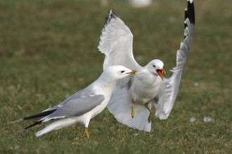 Common gull (Larus canus), territorial fight in the colony, Lower Saxony Wadden Sea National Park,