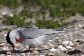 Common Tern (Sterna hirundo), animal grooming its feathers, Lower Saxon Wadden Sea National Park,