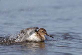 Dunlin (Calidris alpina), plumage care in the water, Lower Saxon Wadden Sea National Park, East