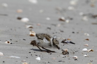 Little Ringed Plover (Charadrius hiaticula), young bird foraging on the beach, Lower Saxon Wadden