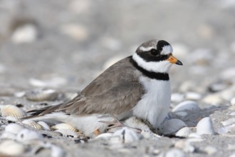 Little Ringed Plover (Charadrius hiaticula), adult bird on the clutch of eggs, Lower Saxony Wadden