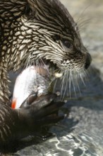 European Otter (Lutra lutra) eating fish