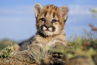 Cougar, young (Felis concolor), mountain lion