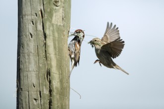 Spanish Sparrows (Passer hispaniolensis), pair at nest hole, Portugal, Europe