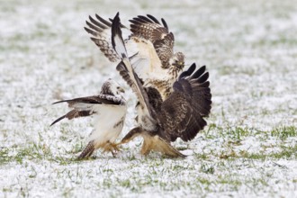 Common Buzzard, fighting over food, Lower Saxony, Germany (Buteo buteo)