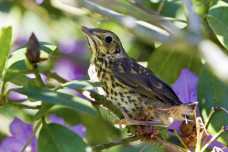 Song thrush (Turdus philomelos), young bird, Lower Saxony, Germany, Europe