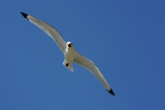 Black-legged Kittiwake (Rissa tridactyla), England