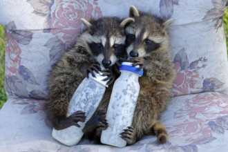 Raccoons (Procyon lotor), orphaned cubs drinking milk from bottle, raccoon