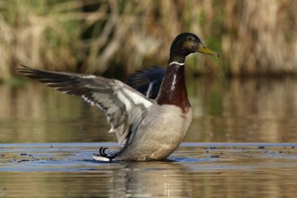 Mallard (Anas platyrhynchos), drake spreading its wings, Peene Valley River Landscape nature park