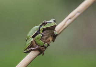 European tree frog (Hyla arborea) sits on a reed stalk, Lake Neusiedl National Park, Burgenland,