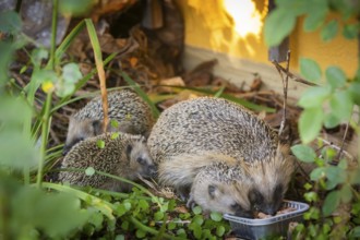 Hedgehog mother with young in the living environment of humans. A near-natural garden is a good