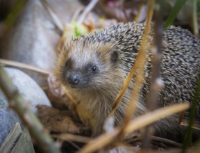 Hedgehog mother with young in the living environment of humans. A near-natural garden is a good