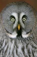 Great grey owl (Strix nebulosa), portrait, captive, Germany, Europe