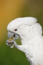 White cockatoo (Cacatua alba), portrait, captive, occurrence in Indonesia