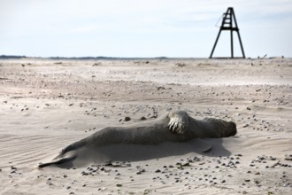 Dead harbor seal (Phoca vitulina) on the beach in the nature reserve of the East Frisian island of