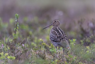 Great snipe (Gallinago media), Northern Norway, Finnmark, Lapland, Norway, Europe