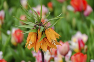 Kaiser's crown (Fritillaria imperialis), Keukenhof, Lisse, South Holland, Netherlands