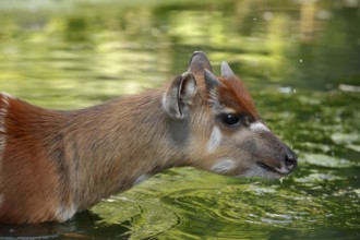 Western Sitatunga (Tragelaphus spekii gratus), male, captive, occurrence in Africa