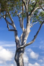 Eucalyptuses (Eucalyptus), tree, eucalyptus, flora, on the east coast, Queensland, Australia,