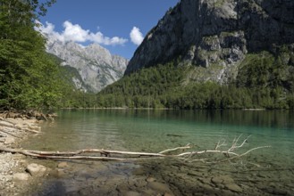 Obersee, above the Königssee, lakeshore, Schönau, Königssee, Berchtesgaden National Park,