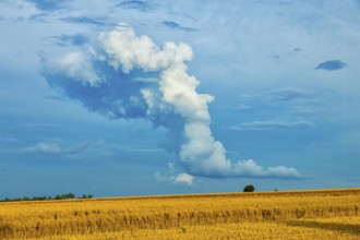 Harvested grain forest in the Ore Mountains near Oederan with a spectacular (cumulus) cloud