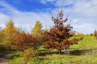 The Forest Botanical Garden Tharandt is an institution of the Technical University of Dresden and