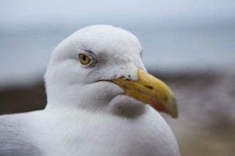 European herring gull (Larus argentatus) near Saint-Malo, Ille-et-Vilaine, Brittany, France, Europe