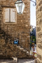 Alstadtgasse with cat, Budva, Montenegro, Budva, Montenegro, Europe