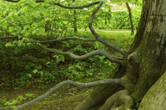 Naunhof nature park Park