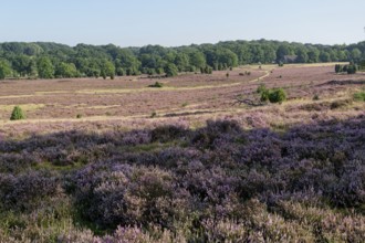 Heathland landscape and hiking trail during the heath blossom in the Lüneburg Heath nature reserve.