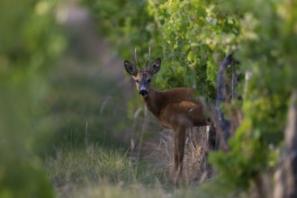 Roebuck in summer, Wittlich, Rhineland-Palatinate, Germany, Europe