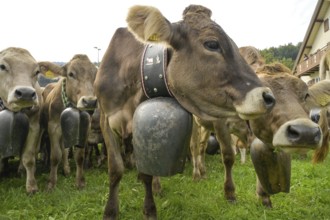 16. 09. 2022. Almabtrieb, cattle seperation in Thalkirchdorf, Markt Oberstaufen, Allgäu, Bavaria,