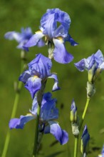 Iris, light blue blooms, France, Europe