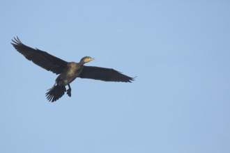 Great cormorant (Phalacrocorax carbo) in flight, Luisenpark, Mannheim, Hesse, Germany, Europe