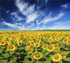 Idyllic scenic summer landscape, blooming sunflower field and blue sky