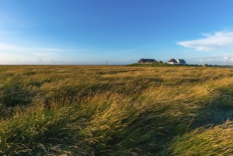 Hamburger Hallig, Reußenköge, North Frisia, dwelling mound, reed houses, grasses, evening light,