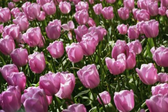 Blooming pink tulips flowerbed in Keukenhof flower garden, also known as the Garden of Europe, one