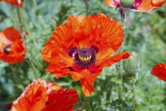 Poppy, red poppies (Papaver) in full bloom, green leaves, perennials, flowers, blossoms, buds,