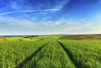 Green fields of Moravia with blue sky, Czech Republic, Europe