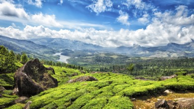 Panorama of green tea plantations in Munnar, Kerala, India, Asia