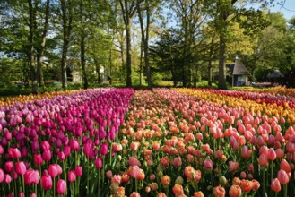 Blooming tulips flowerbed in Keukenhof flower garden, also known as the Garden of Europe, one of