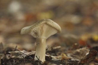 Clouded funnel fungus (Lepista nebularis), Idstein, Taunus, Hesse, Germany, Europe